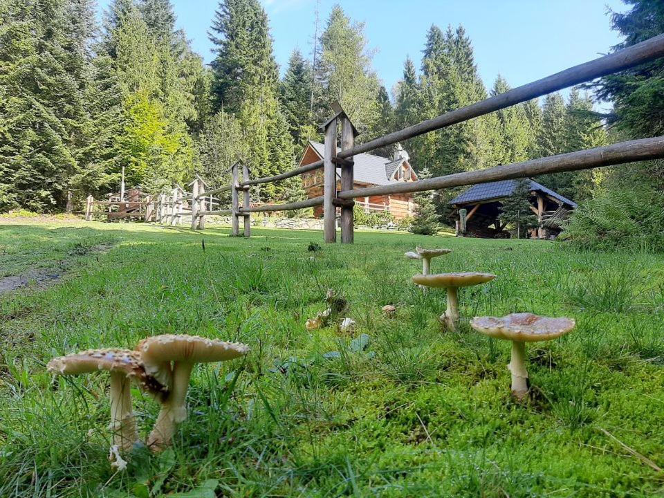 Lesna Bacowka Villa Nowy Targ Bagian luar foto